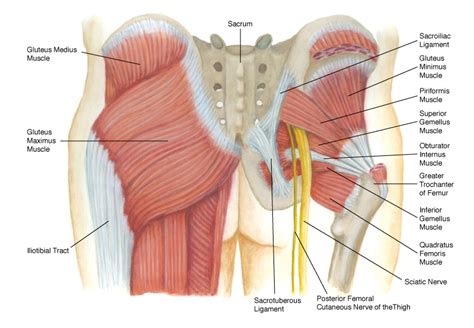Lateral rotation and medial rotation around a longitudinal axis (along the thigh); The Buttocks: Your Strongest Muscles - Feldman Wellness Center