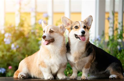 Khalley wags is a small breeder of akc & ukc pembroke welsh corgis located in north east ohio. Ohio Corgis | Welsh Corgi Breeder