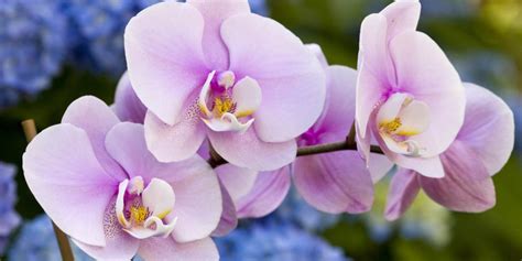 5 Amazing Facts About Orchids Vermont Republic