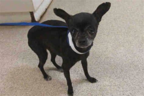 Sadly No One Wants To Adopt This Midle Aged Black Chihuahua Because Of