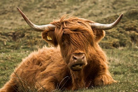 Highland Cattle Interesting Facts And Photographs All Wildlife