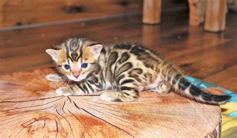 Bengal Katzenbengal Groß Zimmern Haustier Anzeiger