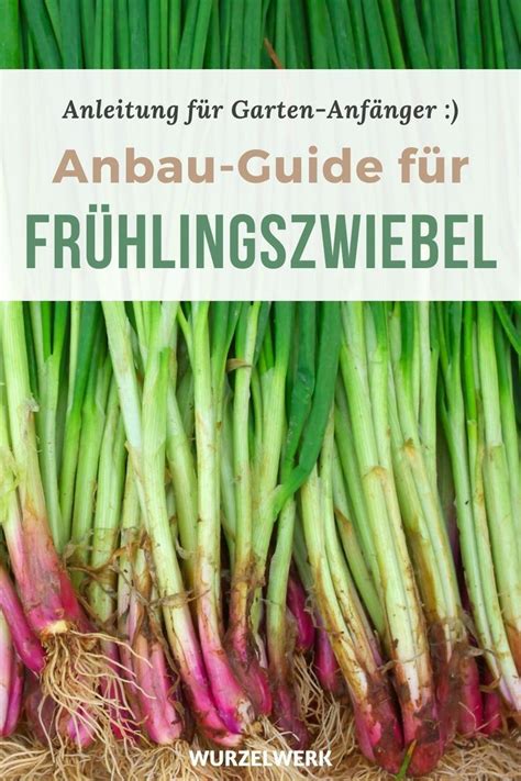 Voraussetzung dafür ist jedoch, dass diese arbeit an frostfreien tagen erfolgt. Frühlingszwiebeln pflanzen, anbauen und ernten - die ...