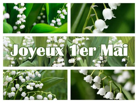 Le muguet est cultivé de façon intensive dans la région nantaise pour répondre à la demande d'une nombreuse clientèle qui l'achète le 1er mai. Joyeux 1er Mai