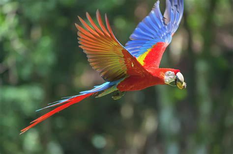 Costa Rica Scarlet Macaw Ara Macao In Flight Corcovado National