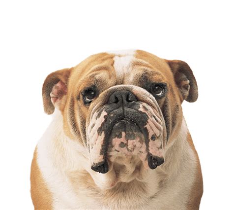 Bulldog Face Transparent Png Stickpng