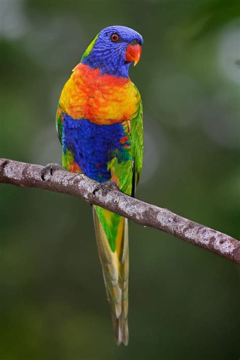 Rainbow Lorikeet 2 1024x1536 Top 20 Most Beautiful Colorful Birds In