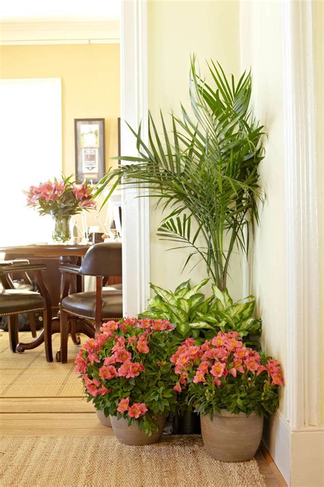 How To Care For Majesty Palm Indoors Hgtv