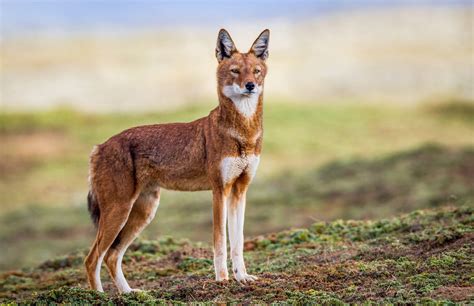 Ethiopian Wolf Red Fox Rpics