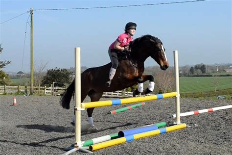 Pin on Horses
