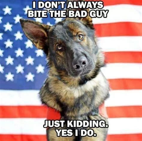 Service Dog Memes Always Bring Out The Smiles 40 Photos Working