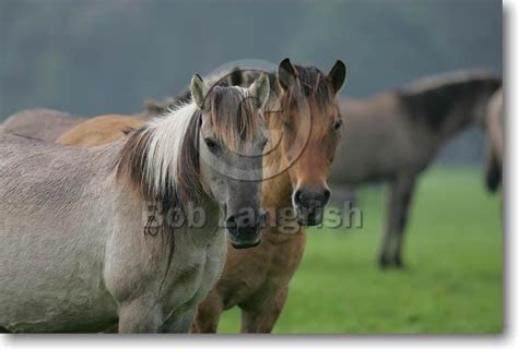 bob langrish equestrian photographer images