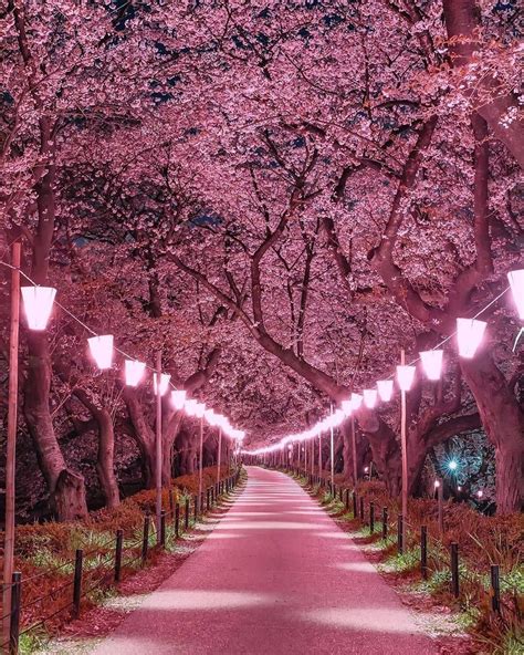 Sakura Forest Landschappen Fotografie Natuur Kleurrijke Achtergronden