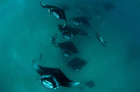 Underwater Giants The Magnificent Manta Rays Of The Maldives Time