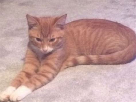 Croydon Cat Killer Have Police Caught Serial Cat Mutilator
