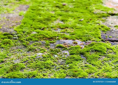 Green Moss On Rock Stock Image Image 33707221