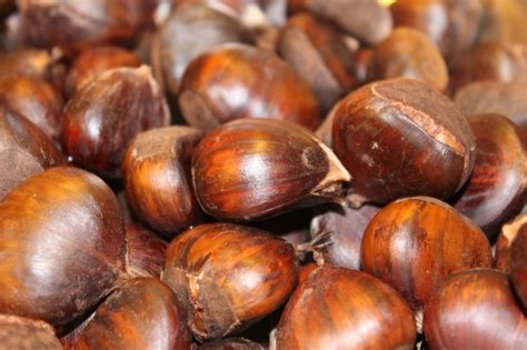 Si attraverserà parte di un castagneto in cui sarà raccontata la storia legata al luogo e dell'evoluzione del castagneto negli anni. Castagne al microonde con il Marrone Antrodocano ...
