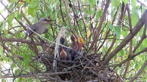 The Northern Mockingbird Nesting Mating Feeding Habits