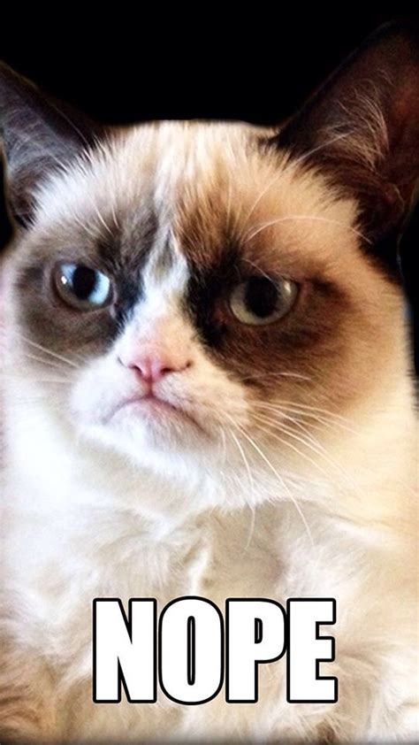 Funny Angry Cat Grumpy Cat Meme Grumpy Cat Grumpy Cat Humor