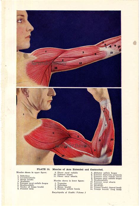 Quickly memorize the terms, phrases and much more. Arm Muscles Flexed and Extended Human Anatomy 1933 | Flickr