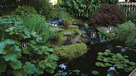 How To Build A Garden Sanctuary With An Ecological Pond Finegardening