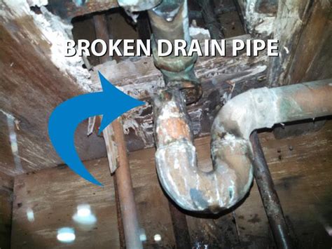 Process of getting rid of flies. Pests We Treat - Drain Flies in Apartment - Fly Removal ...
