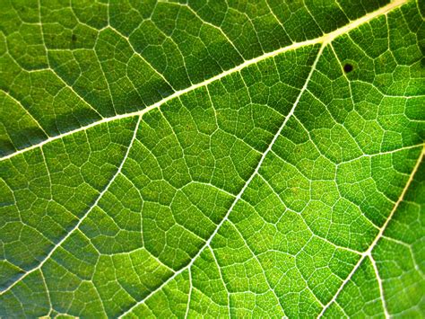 Filegrapevine Leaf