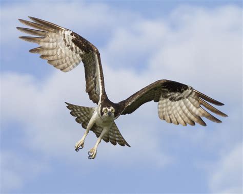 Osprey In Flight One Photograph By Bill Swindaman