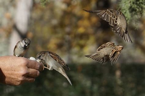 Handwritten inscription decorated with branches and silhouettes of. World Sparrow Day 2018: Quotes, slogans, sms and photos to ...