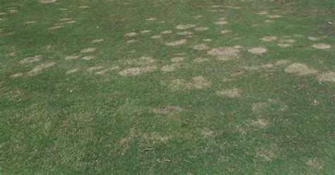 WEBINAR Management Of Root Diseases On Golf Courses