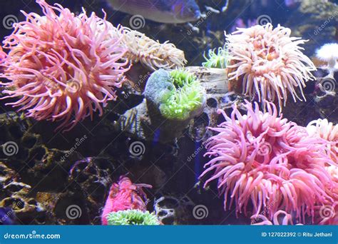 Colorful Sea Anemones Stock Photo Image Of Aquarium 127022392