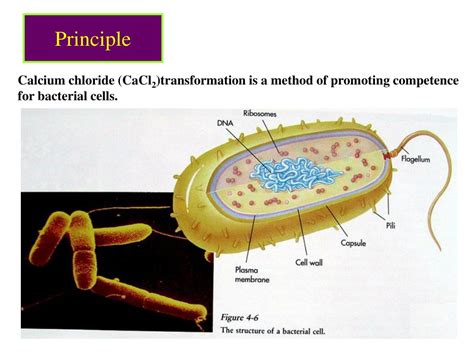 Ppt Recombinant Dna Technology Powerpoint Presentation Free Download