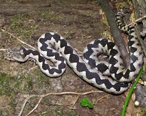 Nose Horned Viper Reptiles Of Serbia Guide · Inaturalist