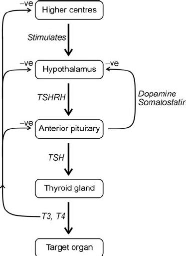Control Of Thyroxine Secretion A Negative Feedback Loop Steps