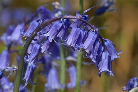 Bluebell Flowers Flowers Wildlife Photography By Martin Eager