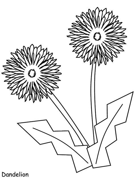 Printable Dandelion Flowers Coloring Pages - Coloringpagebook.com