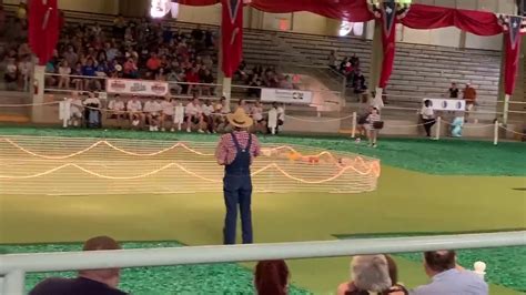 Pig Races Oct 2019 Youtube