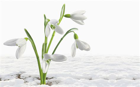 Download White Flower Flower Nature Snowdrop Hd Wallpaper