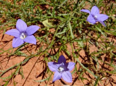 This name is the accepted name of a species in the genus wahlenbergia (family campanulaceae). Wahlenbergia gracilis