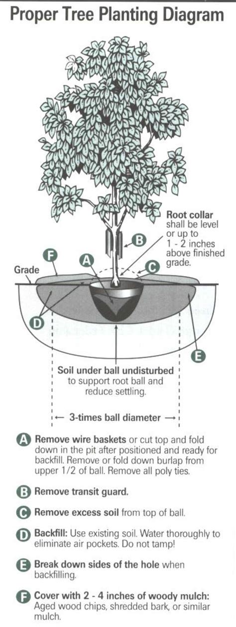 Industrial tree plantations are established to the production of high volume of wood in shorted time. Forestry — City of Richland Center
