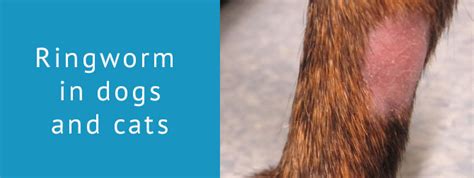 Ringworm In Dogs And Cats The Skin Vet