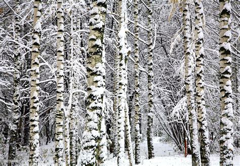 Birch Trees In Snow Covered Winter Forest Stock Photo