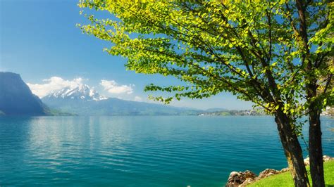 Green Leafed Tree Near Calm Body Of Water And Landscape View Of