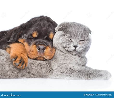 Cat And Rottweiler Puppy Sleeping Together Isolated On White Stock