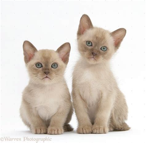7 Friendliest Cat Breeds Burmese Kittens Tonkinese Kittens Burmese Cat
