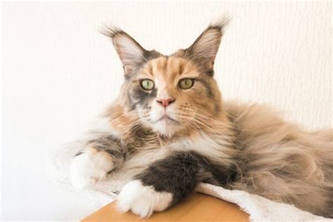 Cat Breeds With Ear Tufts With Pictures Catster