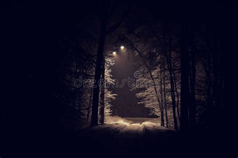 Landscape Of Spooky Winter Forest Covered By Snow Stock Photo Image