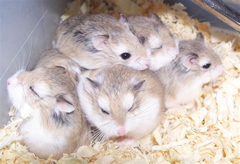 Hamsters All Pet News