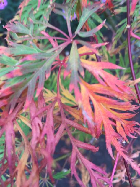 Acer Palmatum Dissectum Viridis Japanese Maple Fall Japansk
