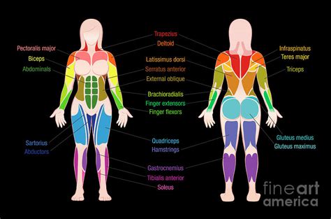 Body Parts Diagram Muscle Diagram Female Body Names Digital Art By